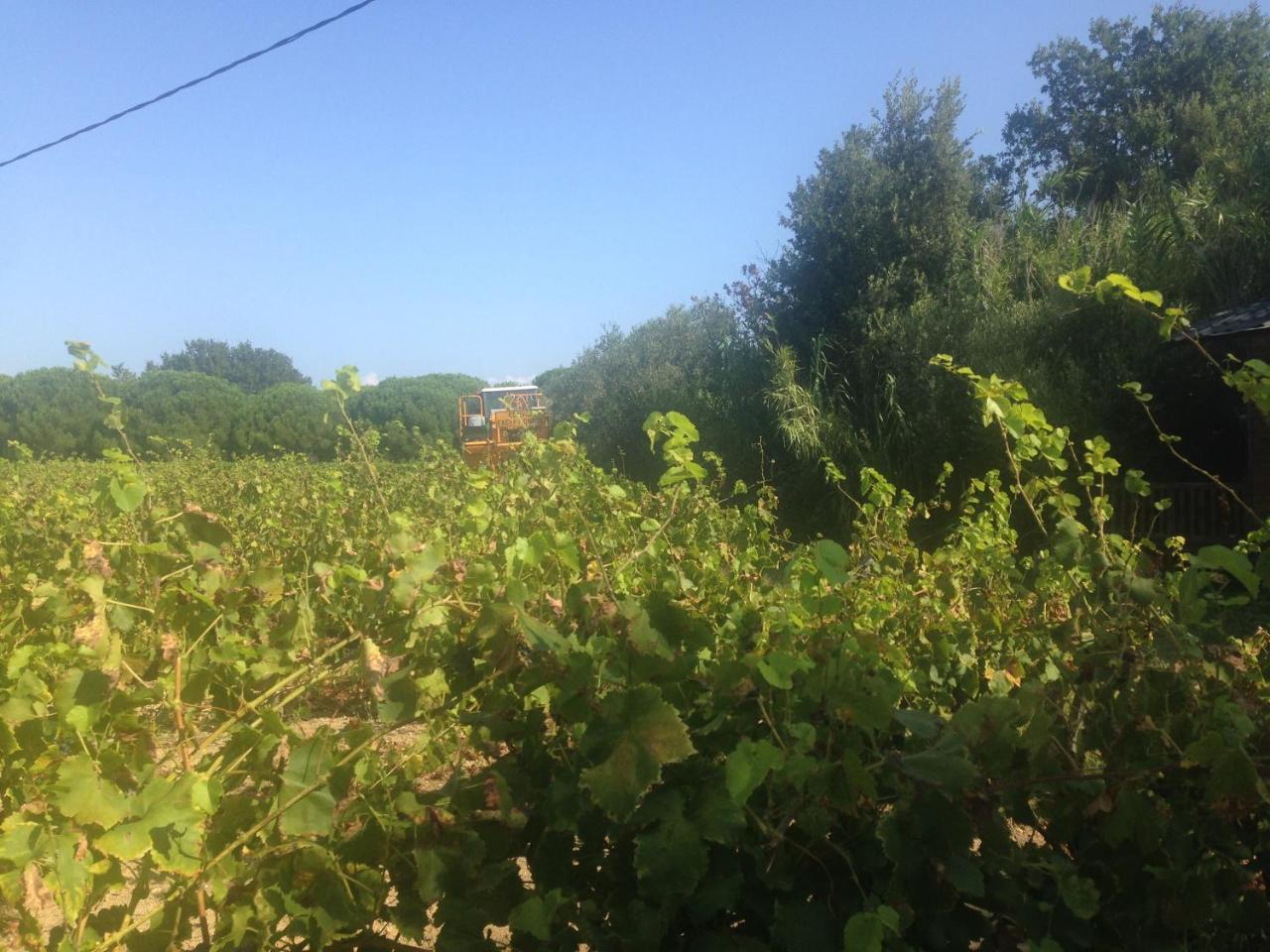 Clos Des Vignes Pampelonne Vineyard Ramatuelle Esterno foto